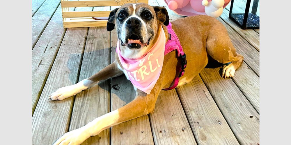 adoptable Dog in Austin, TX named Belle II - Silver Heart