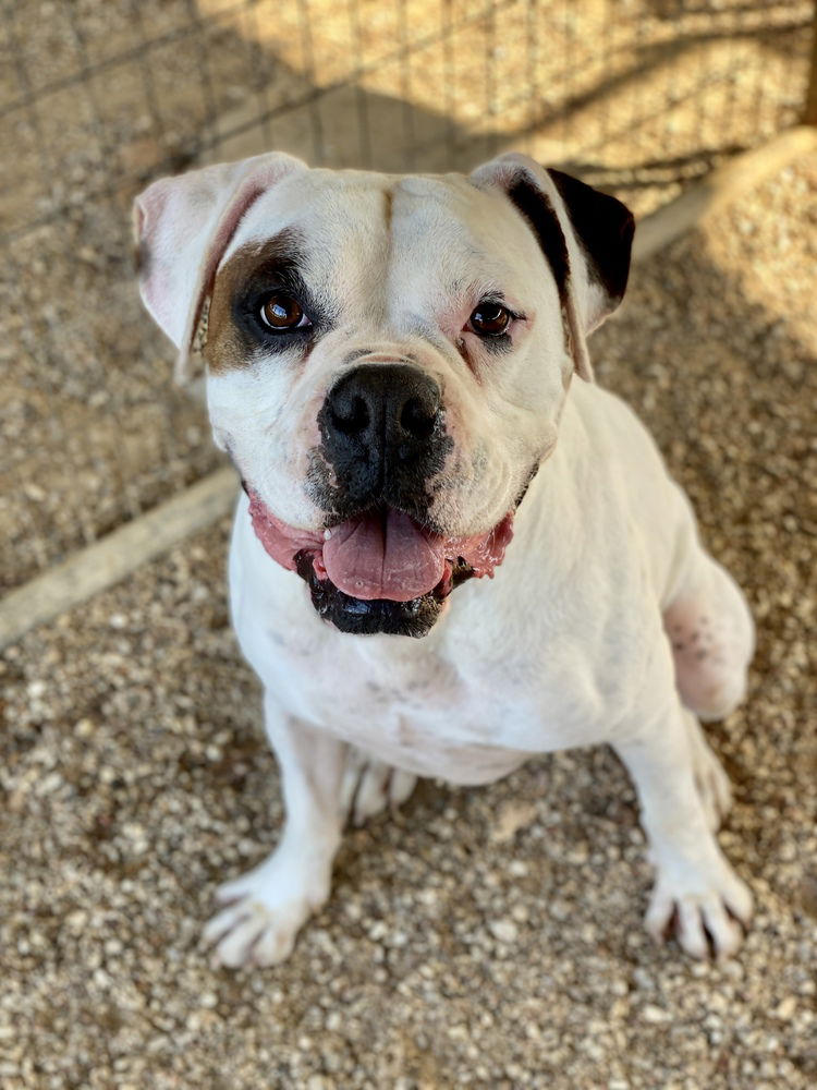 adoptable Dog in Austin, TX named Max Pruski