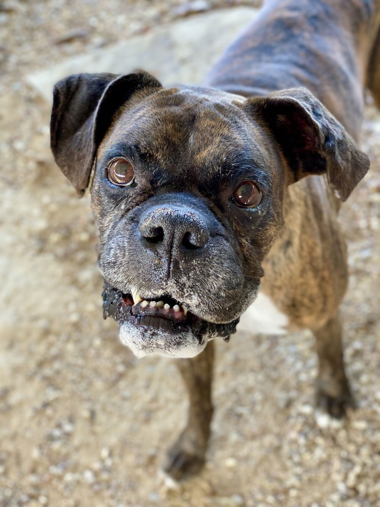 adoptable Dog in Austin, TX named Tadd - Silver Heart