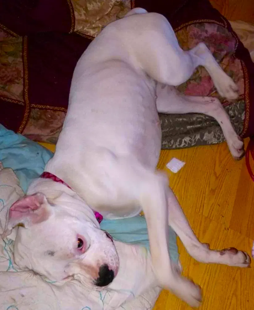 Ryleigh Ii image 3