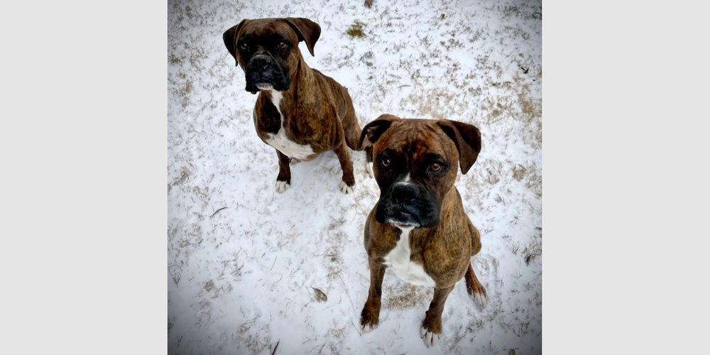 adoptable Dog in Austin, TX named Rocky XI