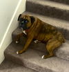 adoptable Dog in  named Ariel II
