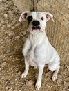 adoptable Dog in  named Kayman - Permanent Foster
