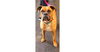 adoptable Dog in  named Aziza