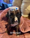 adoptable Dog in  named Randall - Becca Puppy