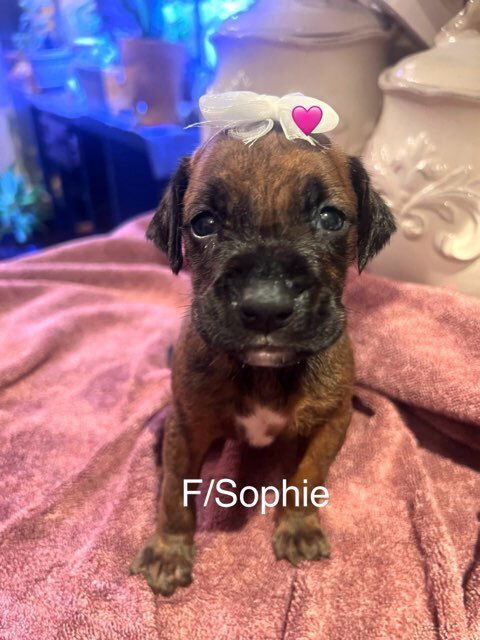 adoptable Dog in Austin, TX named Sophie - Becca Puppy