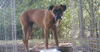 adoptable Dog in  named Carli - Silver Heart