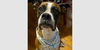 adoptable Dog in  named Zoe IX