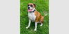 adoptable Dog in  named Rosco IV