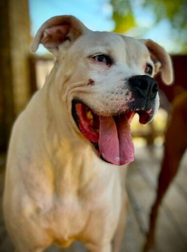 adoptable Dog in Austin, TX named Jax VI