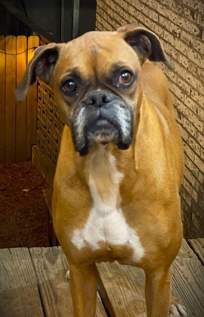 adoptable Dog in Austin, TX named Tara II