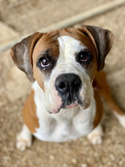 picture of the dog needing adoption