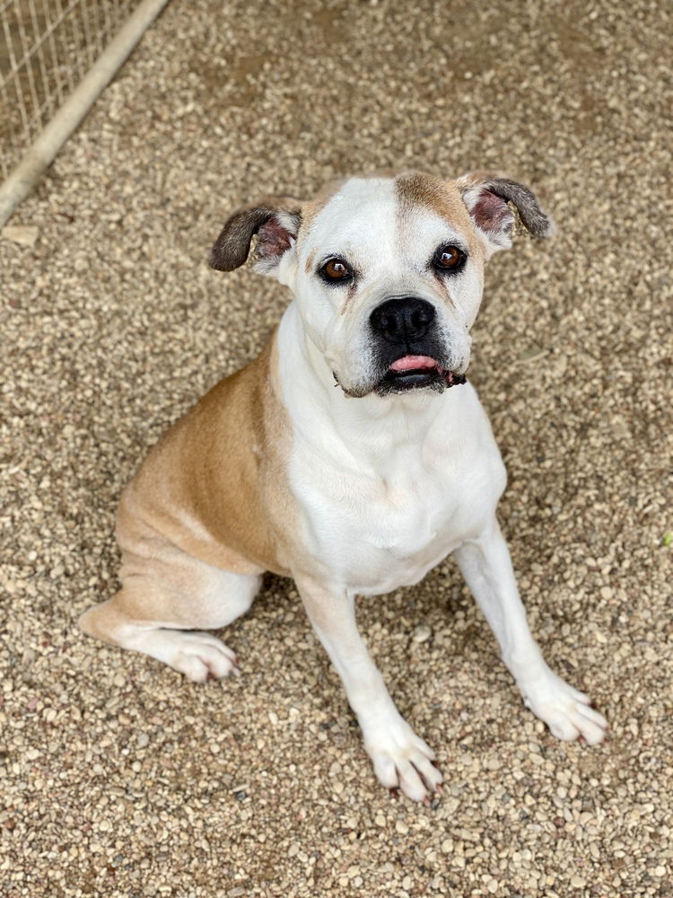 adoptable Dog in Austin, TX named Laila V - Silver Heart