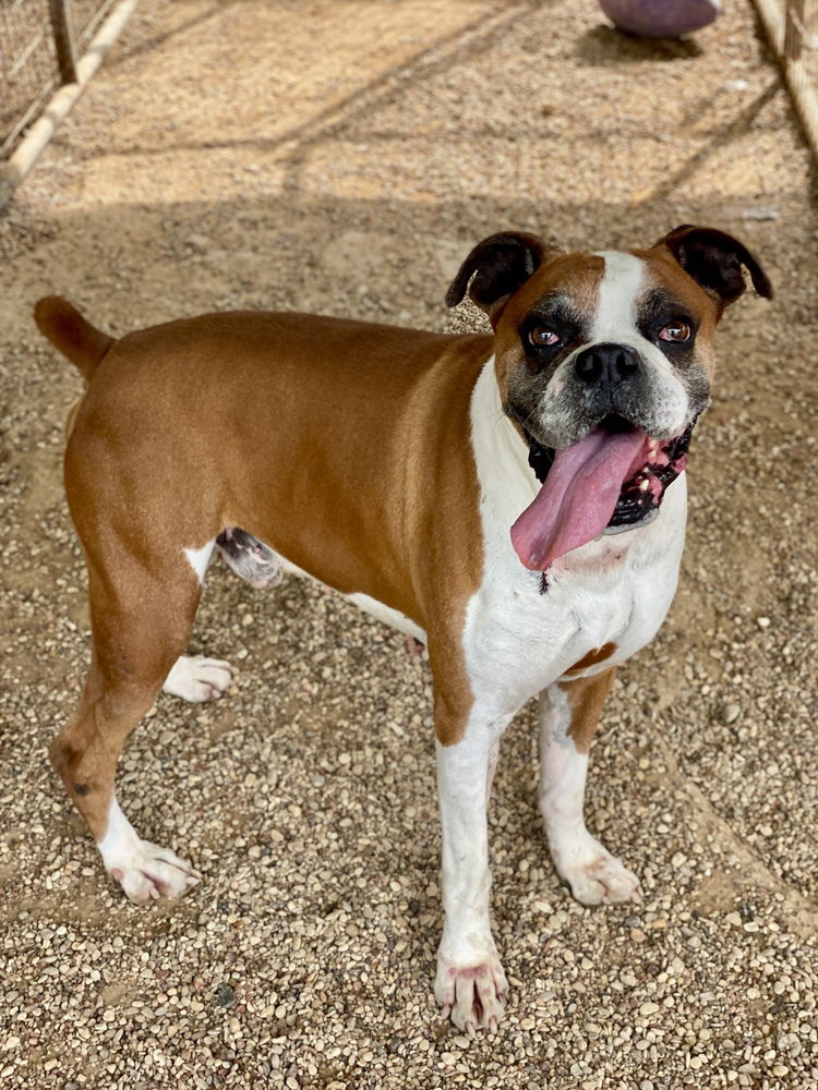 adoptable Dog in Austin, TX named Duke IX
