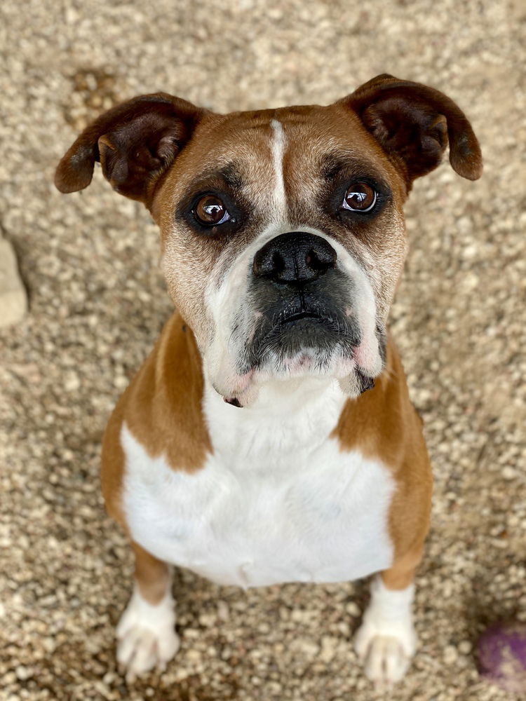 adoptable Dog in Austin, TX named Inge