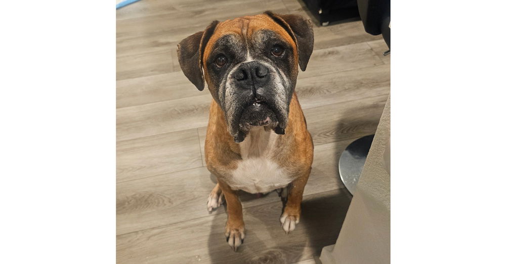 adoptable Dog in Austin, TX named Sarge IV