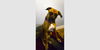 adoptable Dog in  named Luna X