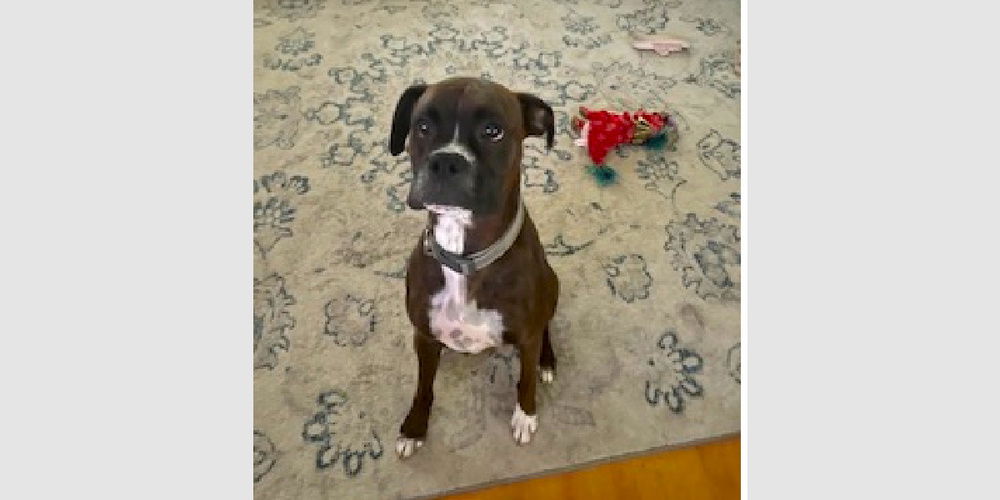 adoptable Dog in Austin, TX named Ace IV