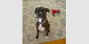 adoptable Dog in  named Ace IV