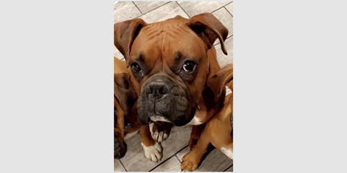 picture of the dog needing adoption