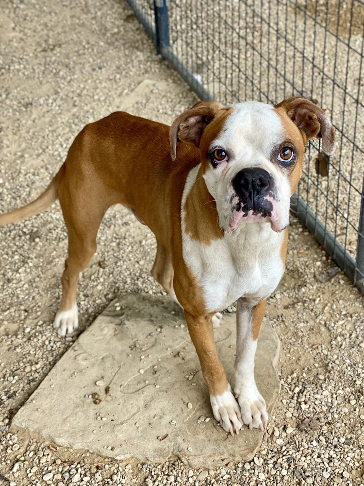 adoptable Dog in Austin, TX named Scooter