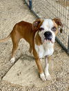 adoptable Dog in  named Scooter