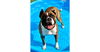 adoptable Dog in  named Gushue - Permanent Foster