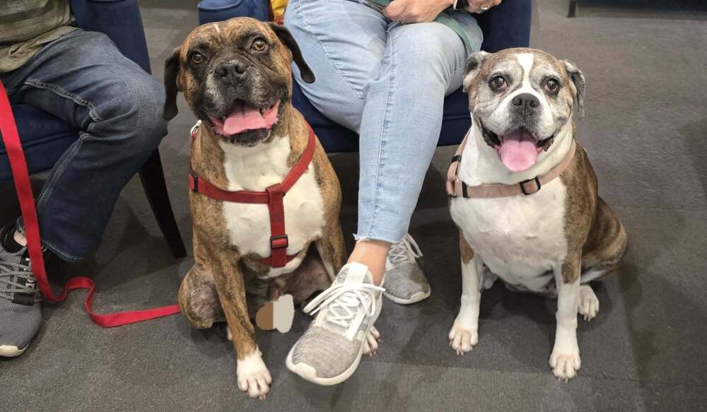 adoptable Dog in Austin, TX named Sophie V - Silver Heart