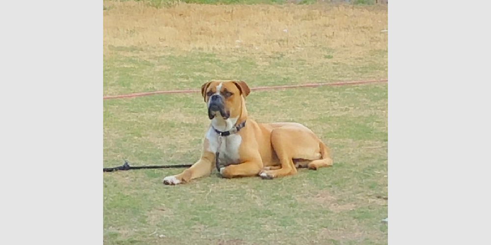 adoptable Dog in Austin, TX named Apollo VI