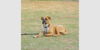 adoptable Dog in  named Apollo VI