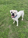 adoptable Dog in  named Wesson