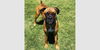 adoptable Dog in  named Zeus VI