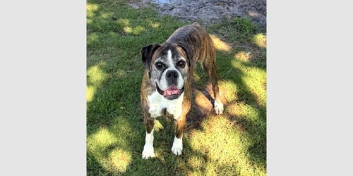 picture of the dog needing adoption