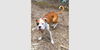 adoptable Dog in  named Jack Henry