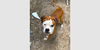 adoptable Dog in  named Dudley