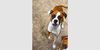 adoptable Dog in  named Flash