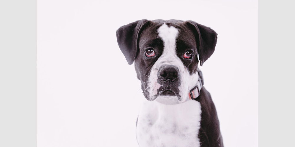 adoptable Dog in Austin, TX named Fiona