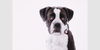 adoptable Dog in  named Fiona