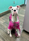 adoptable Dog in  named Dori