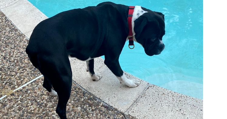 adoptable Dog in Austin, TX named Ansel