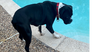 adoptable Dog in  named Ansel