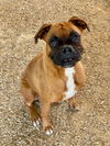 adoptable Dog in  named Lanto