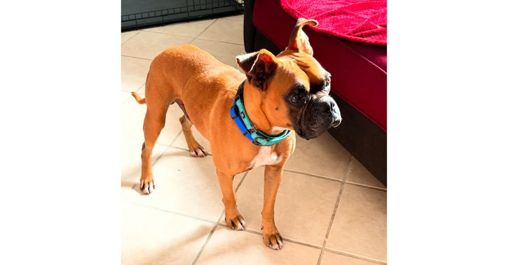 adoptable Dog in Austin, TX named Orford