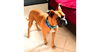 adoptable Dog in  named Orford