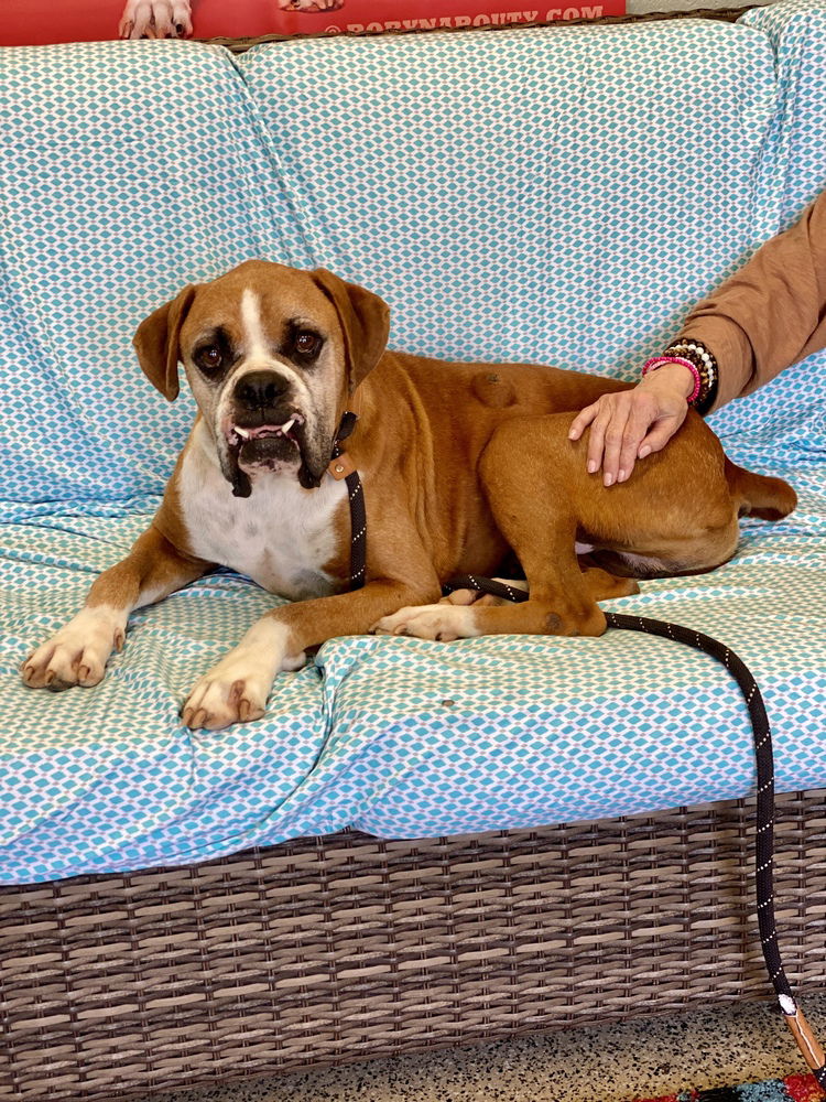 adoptable Dog in Austin, TX named Kingdon