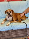 adoptable Dog in  named Kingdon