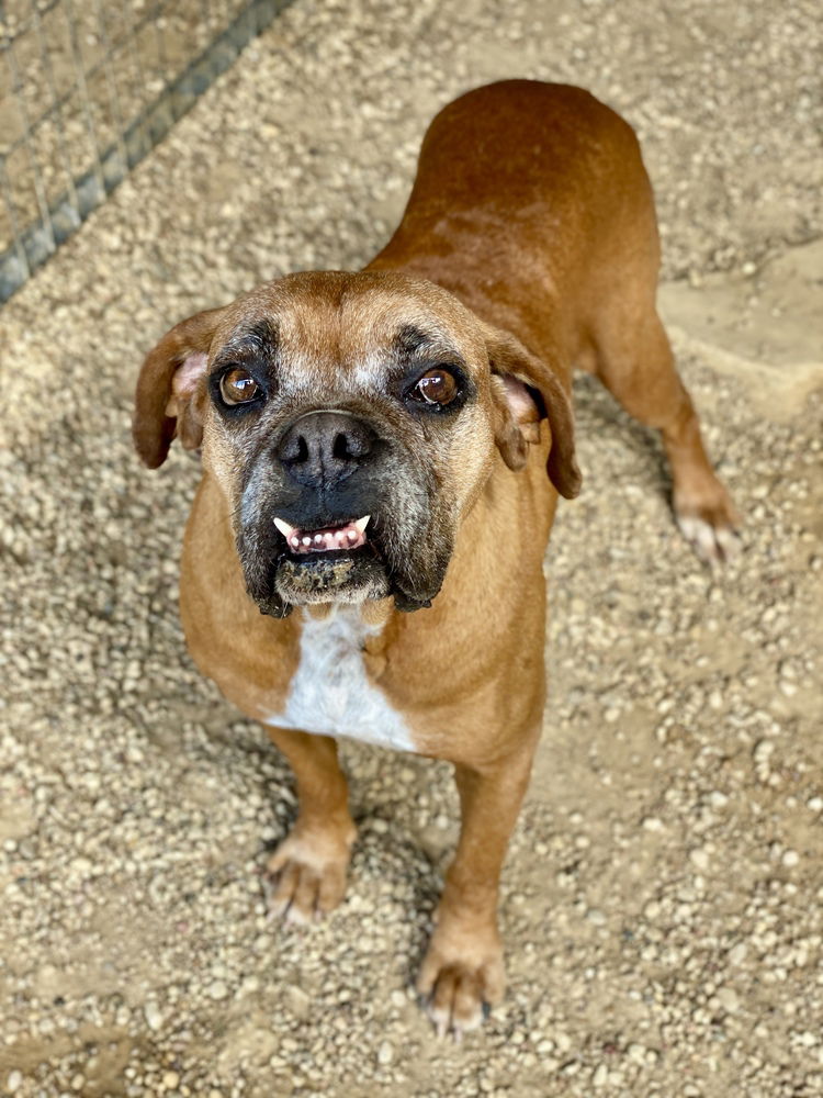 adoptable Dog in Austin, TX named Rousey