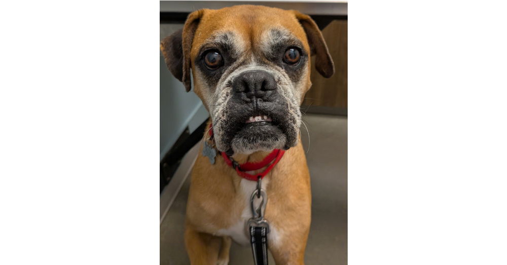 adoptable Dog in Austin, TX named Quinto