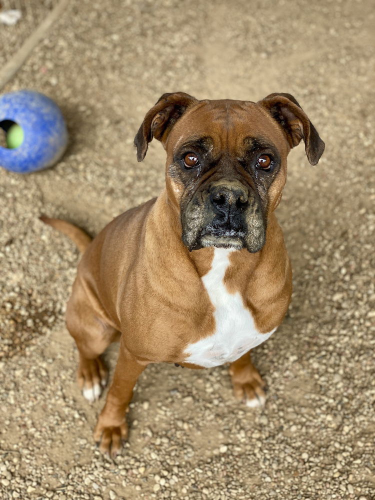 adoptable Dog in Austin, TX named Happy