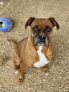 adoptable Dog in  named Happy